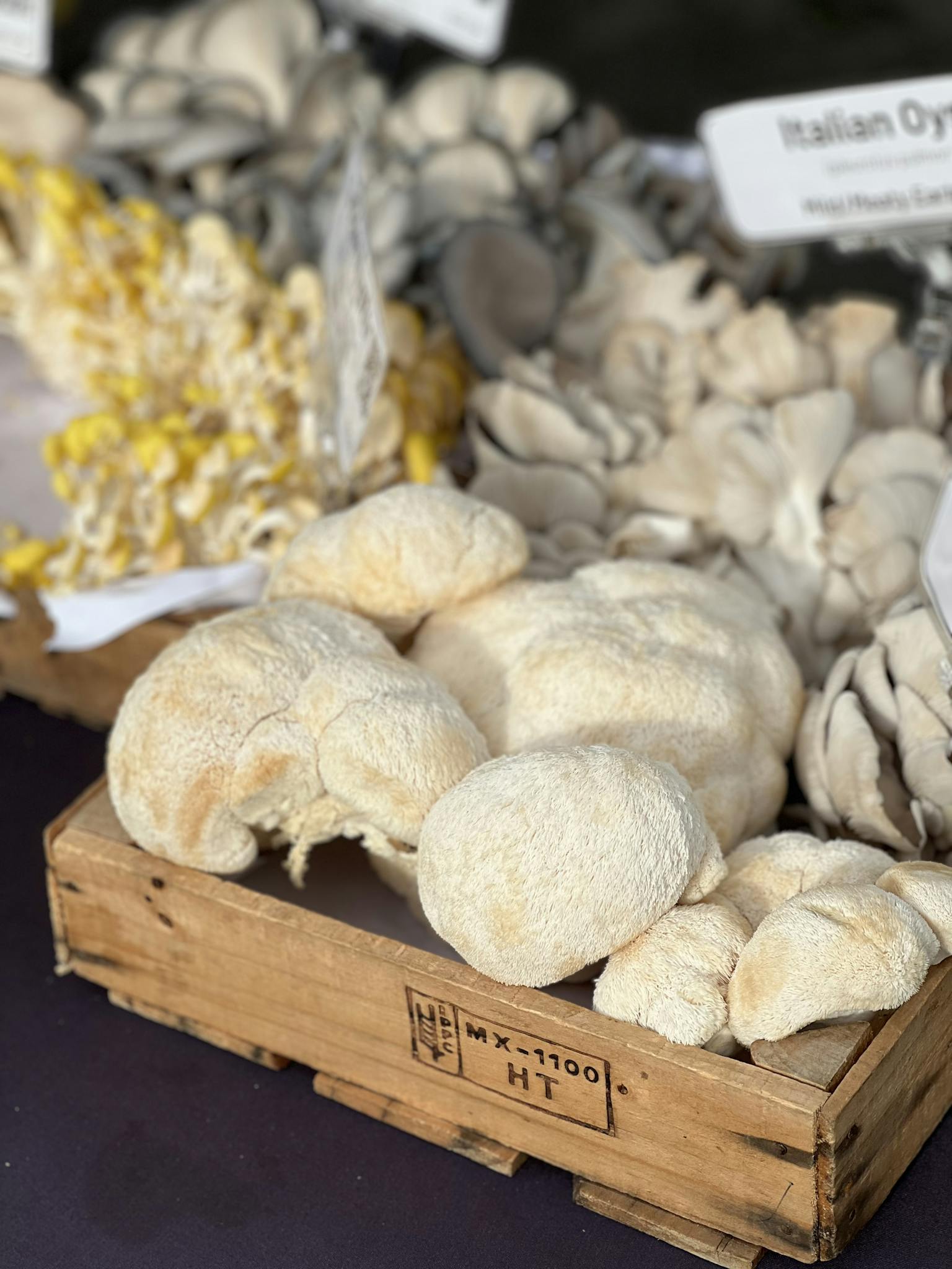 A selection of gourmet mushrooms including Lion's Mane and Italian Oysters at a market stall.